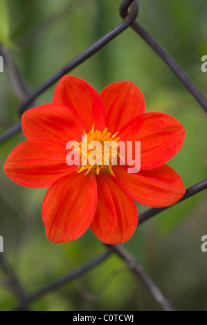 Photo d'une fleur rouge sauvage dahlia (Dahlia coccinea) par une clôture Banque D'Images