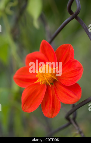 Photo d'une fleur rouge sauvage dahlia (Dahlia coccinea) par une clôture Banque D'Images