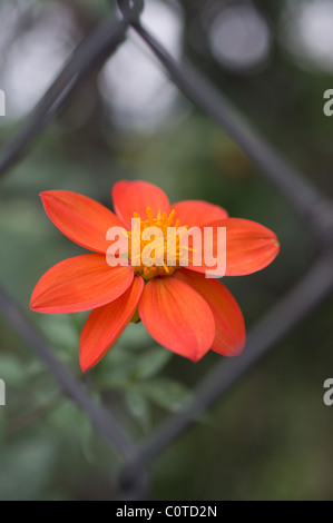 Photo d'une fleur rouge sauvage dahlia (Dahlia coccinea) par une clôture Banque D'Images