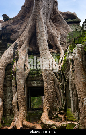 Ruines de site archéologique, Ta Prohm temple, Angkor, Site du patrimoine mondial de l'UNESCO, le Cambodge, l'Indochine, l'Asie du Sud-Est, Asie Banque D'Images