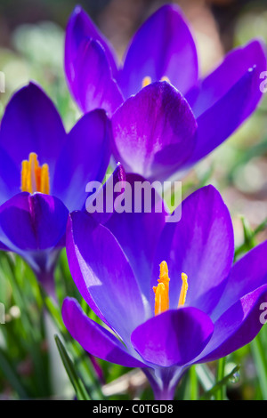 Crocus ouvrant leurs fleurs au début du printemps. Banque D'Images