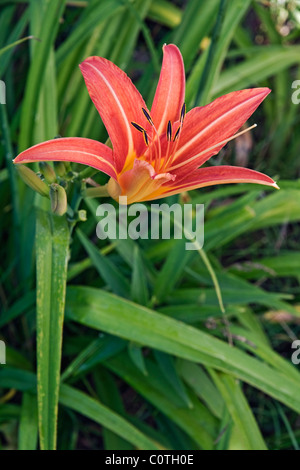 L'hémérocalle (Hemerocallis fulva Orange). Banque D'Images