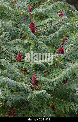 Vinaigrier (Rhus typhina) Banque D'Images