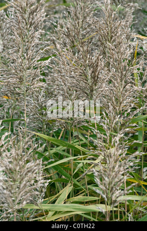 Roseau commun (Phragmites australis). Banque D'Images