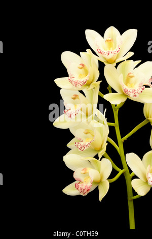 Mairead orchidées cymbidiums sur fond noir Banque D'Images