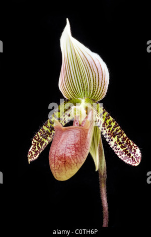 Close-up of Lady Slipper orchid sur fond noir Banque D'Images