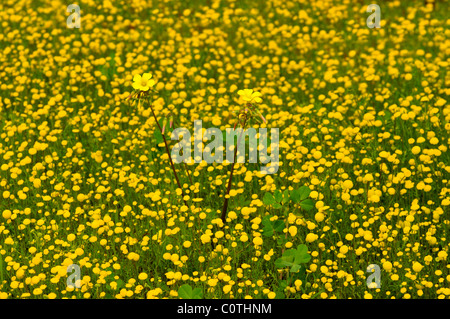 Fleur de saison Cotula sp., de l'eau boutons, buttonweeds, Namaqualand, Afrique du Sud Banque D'Images