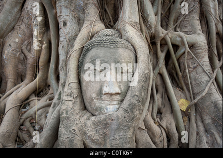 À Ayutthaya, Thaïlande, le chef de la Bouddha grès est tout ce qui reste, tandis que le corps a disparu. Banque D'Images