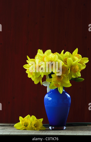 Un bouquet de jonquilles jaune dans un vase bleu cuisine sur surface. Mars 2010 Banque D'Images
