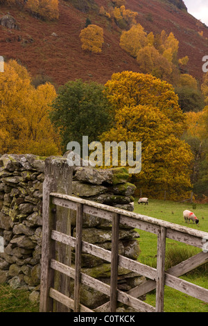 Porte de ferme en bois, vieux mur en pierre sèche et couleur d'automne dans Lake District, Cumbria, Angleterre, Royaume-Uni Banque D'Images