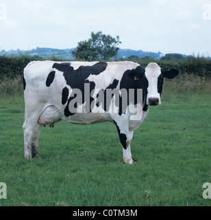 Friesian Holstein vache à traire sur la prairie d'été bonne, Devon Banque D'Images