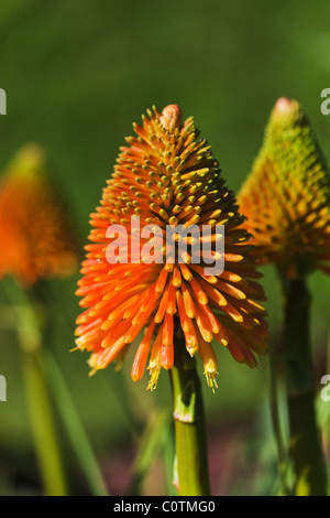 Red Hot Polka (Kniphofia Rooperi) Banque D'Images