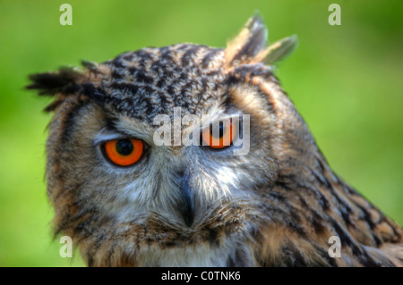 Superbe portrait d'Eagle Owl avec des yeux orange et excellent détail Banque D'Images