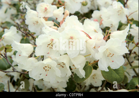 Les belles fleurs blanches en forme de cloche d'un arbre rhododendron Banque D'Images