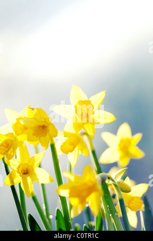 Printemps jaune jonquilles, close-up shot pris à l'extérieur en février. Banque D'Images