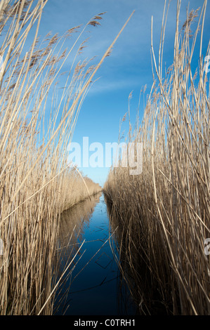 Paysage de Norfolk - roseaux en winter sunshine Banque D'Images