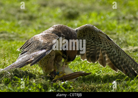 Harris Hawk de manger le déjeuner au Centre de foresterie de l'Rosliston dans le Derbyshire, Royaume-Uni. Banque D'Images