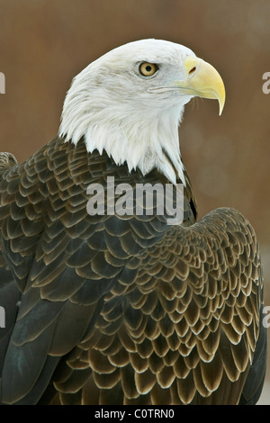 Pygargue à tête blanche Haliaeetus leucocephalus Amérique du Nord Banque D'Images