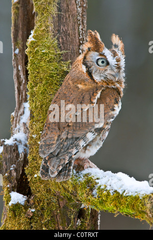 Hibou de la Table commune (Megascops asio) phase roufeuse ou rouge, hiver, est des États-Unis, par Skip Moody/Dembinsky photo Assoc Banque D'Images