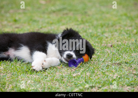 Chiot Border Collie Banque D'Images