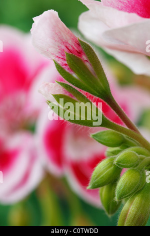 Pelargonium Fleur Fée  = 'wewhi Splash blanc' géranium (fleur fée série) des boutons de fleurs deux commence à s'ouvrir. Peut Banque D'Images