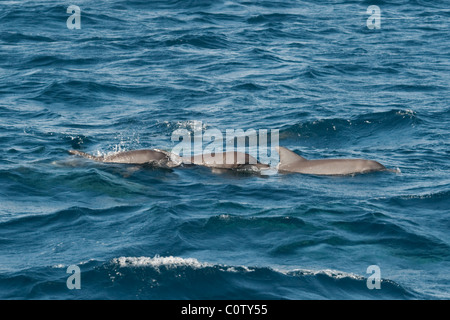 Les grands dauphins de l'Indo-Pacifique, Tursiops aduncus, surfaçage, Maldives, océan Indien. Banque D'Images