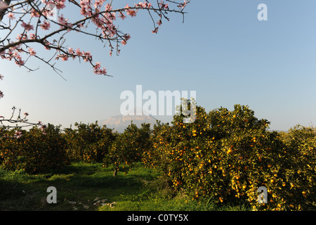 La montagne Montgo, verger et orange, fleur d'amandier Javea / Xabia, Province d'Alicante, Communauté Valencienne, Espagne Banque D'Images