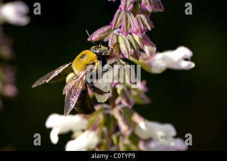 L'Est de l'Abeille Charpentière Banque D'Images