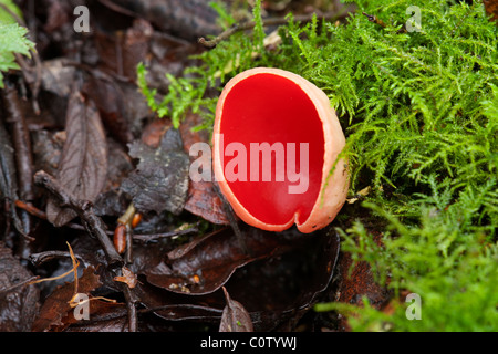 Sarcoscypha coccinea Scarlet Elf Cup des fructifications des champignons poussant dans la mousse sur les branches mortes Banque D'Images