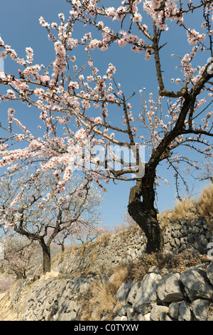 Les amandiers en fleurs avec de plus en plus sur une étroite terrasse, près de la montagne, Tarbena Alicante Province, Comunidad Valencia, Espagne Banque D'Images