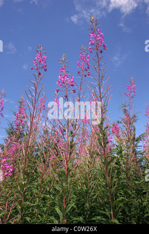 Rosebay willowherb Épilobe / / Great Willow-herb (Chamerion angustifolium : Onagraceae), Royaume-Uni. Banque D'Images