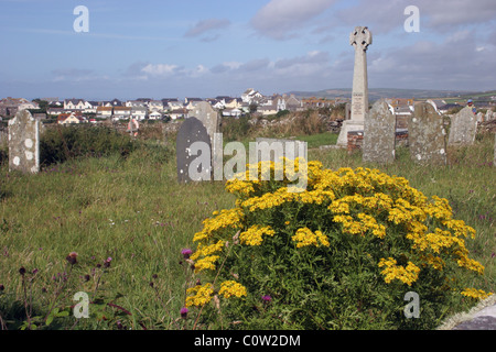 (Senecio jacobaea séneçon commun : Asteraceae) dans un cimetière, au Royaume-Uni. Banque D'Images