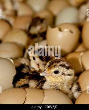 Jour de l'éclosion des œufs poussins faisans Banque D'Images