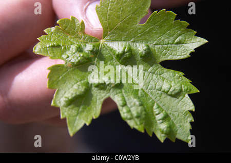 Feuille de vigne montrant l'attaque par le pou de vigne phylloxérique, le cellier des princes Châteauneuf du Pape rhone france Banque D'Images