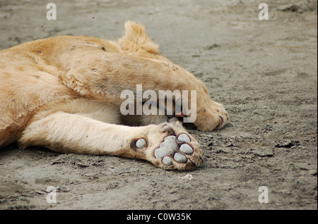 Lion Endormi - cratère du Ngorongoro, Serengeti, Tanzanie, Afrique de l'Est Banque D'Images