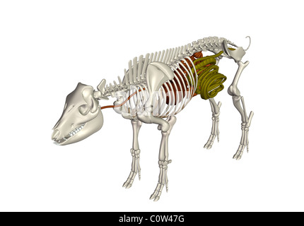 Anatomie de l'estomac de porc digestion côlon Banque D'Images