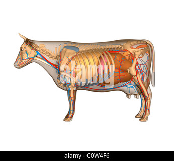 Anatomie de la vache d'organes Banque D'Images