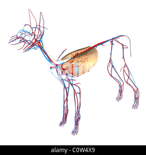 Anatomie chien coeur circulation poumons respiratoire Banque D'Images