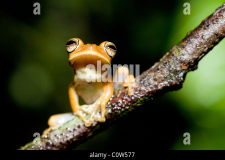 Tree Frog - La Selva Jungle Lodge, Amazonie, Equateur Banque D'Images