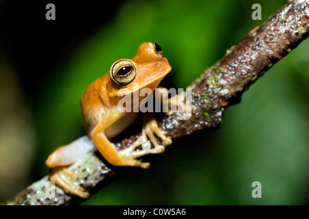 Tree Frog - La Selva Jungle Lodge, Amazonie, Equateur Banque D'Images