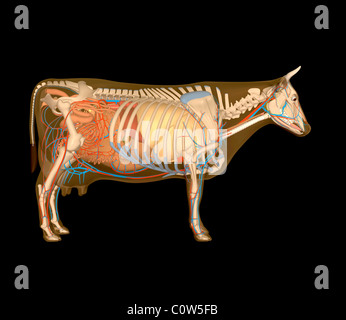 Anatomie de la vache d'organes Banque D'Images