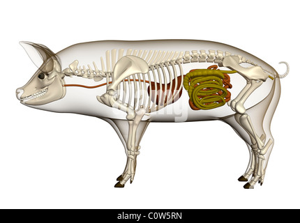 Anatomie de l'estomac de porc digestion squelette corps transparent Banque D'Images