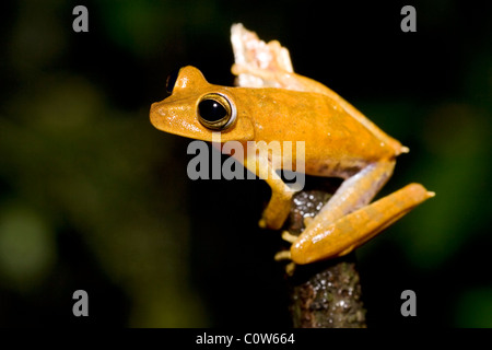 Tree Frog - La Selva Jungle Lodge, Amazonie, Equateur Banque D'Images