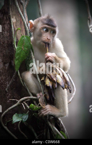 Un Longtail sauvages Macaque (Macaca fascicularis) rss au centre de Sepilok dans la forêt tropicale de Bornéo Malaisien. Banque D'Images