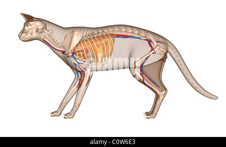 Anatomie de l'appareil respiratoire circulation coeur cat Banque D'Images