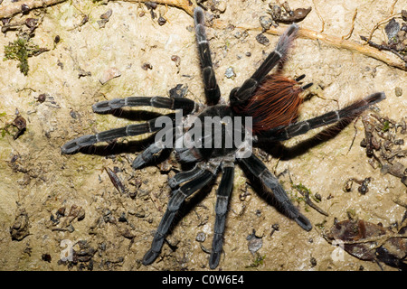 Close-up de Tarantula - La Selva Jungle Lodge, Amazonie, Equateur Banque D'Images