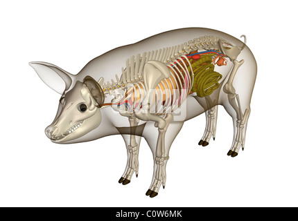 L'anatomie de porc avec les organes du corps transparent Banque D'Images