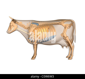 Anatomie de la vache poumons respiratoire Banque D'Images