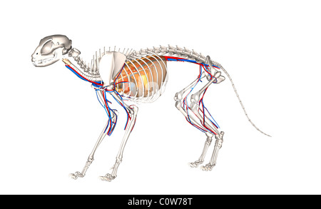 Anatomie de l'appareil respiratoire circulation coeur cat Banque D'Images