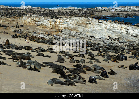 Les Otaries à fourrure brun ou du Cap (Arctocephalus pusillus), Kleinzee, Afrique du Sud Banque D'Images